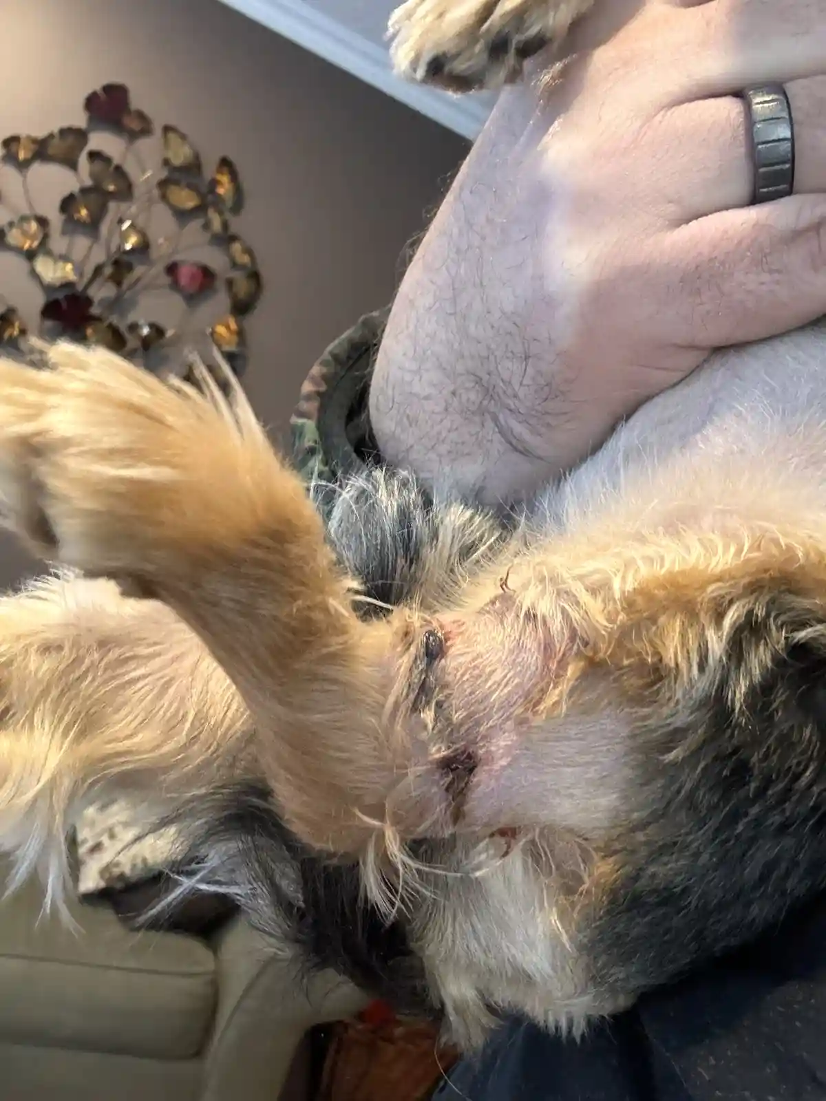 A close-up photo shows a person holding a small, fluffy dog that is lying on its back, exposing a raw, bloody wound on its…