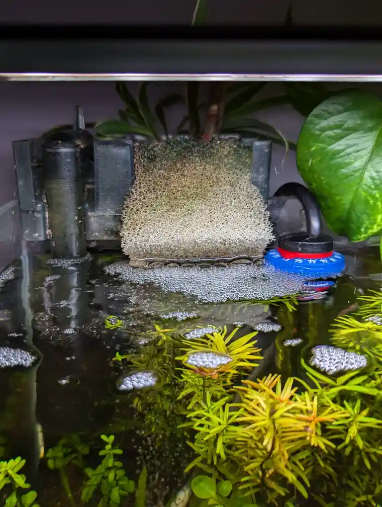 An aquarium scene shows a sponge filter, green plants, and a blue thermometer, with numerous small fish eggs clustered on…