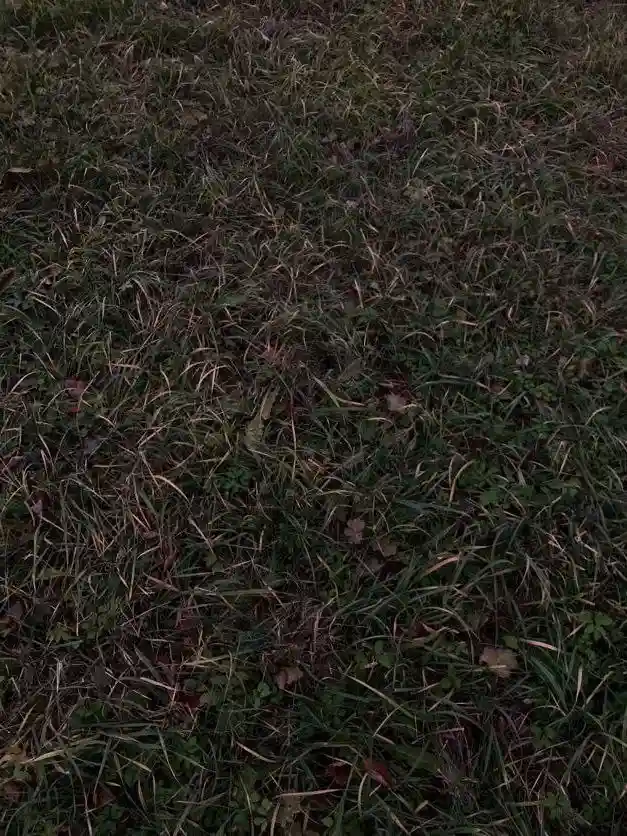 A dimly lit, close-up photo of a patch of grass with some dry blades and scattered brown leaves. Overlaid white text reads…