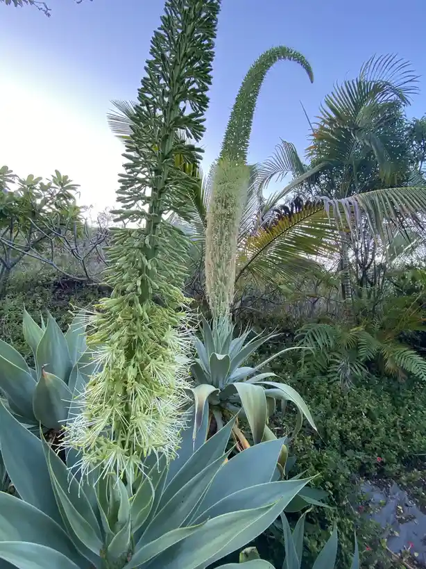 A tall, spiky green plant with a long, flowering stalk stands prominently against a blue sky, surrounded by palm trees and…