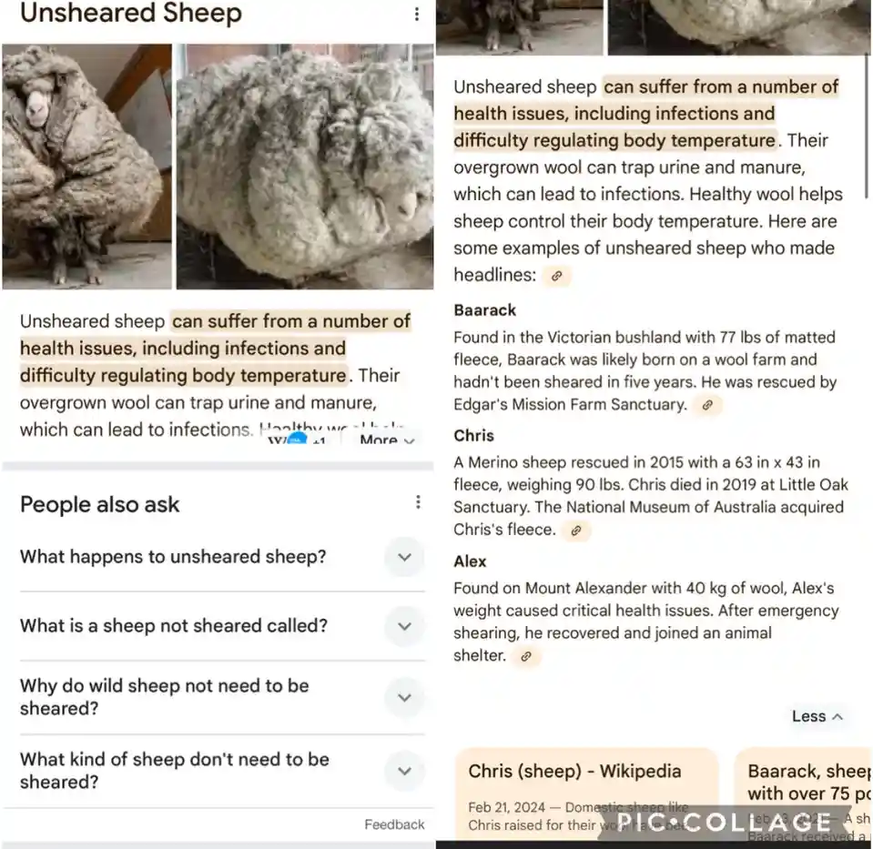 The image shows a screenshot of a Google search results page for 'Unsheared Sheep'. The top result displays two photos of…