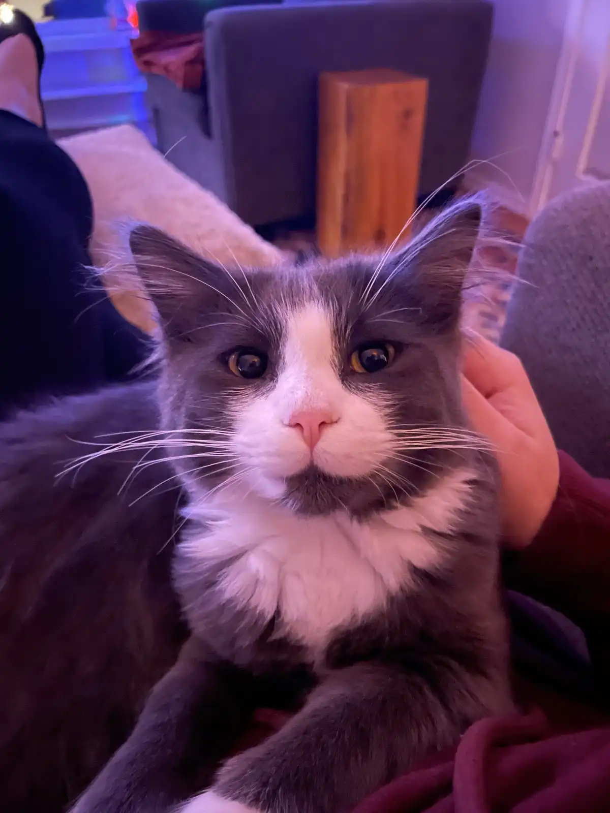 A close-up photo of a fluffy gray and white cat with wide, unimpressed eyes looking directly at the camera, while a person's…