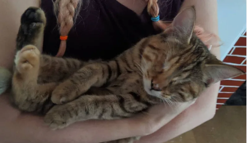a tabby cat is sleeping soundly while being held in someone's arms, its paws up in the air and eyes closed. The person…