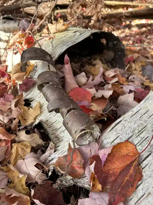 A close-up photo shows a human finger with pink nail polish emerging from a hollowed-out birch log surrounded by autumn…