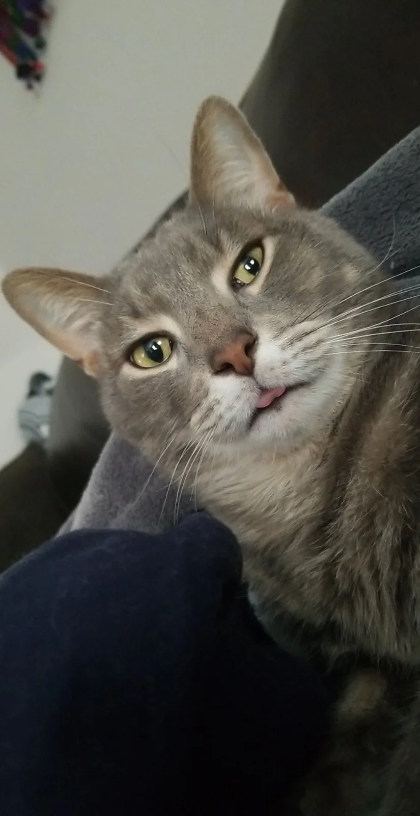 A close-up photo of a gray tabby cat with green eyes, looking directly at the camera with its tongue slightly sticking out…