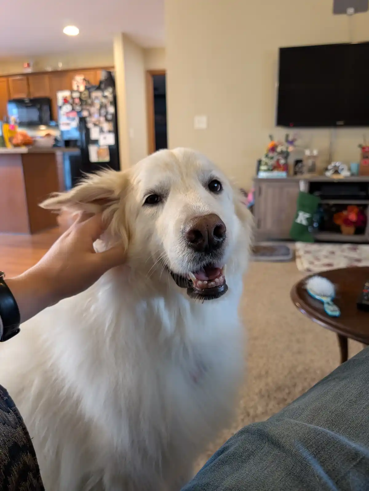 A fluffy white dog with a happy, slightly goofy expression is being petted on the ear by a person's hand. The dog is looking…