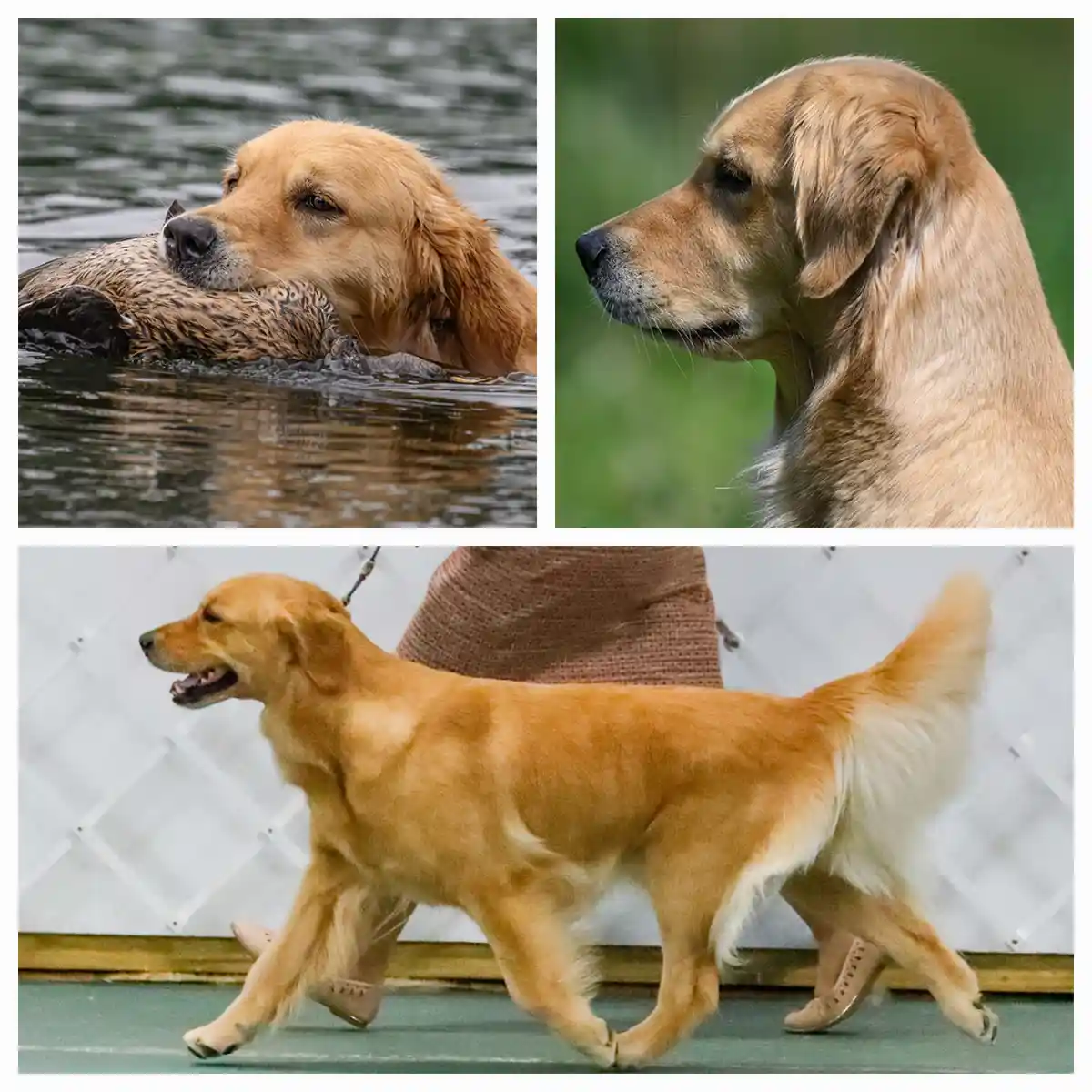 Creative Pitch Collage