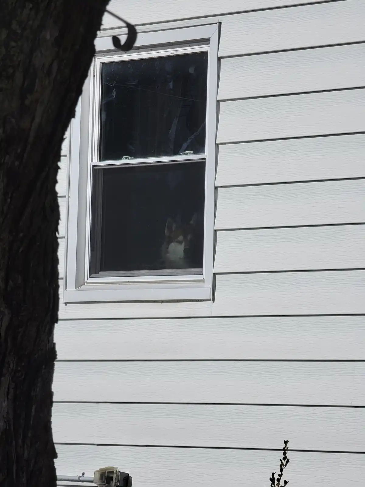 A dog, likely a husky, is visible looking out from inside a window of a white-sided house. The window has a white frame and…