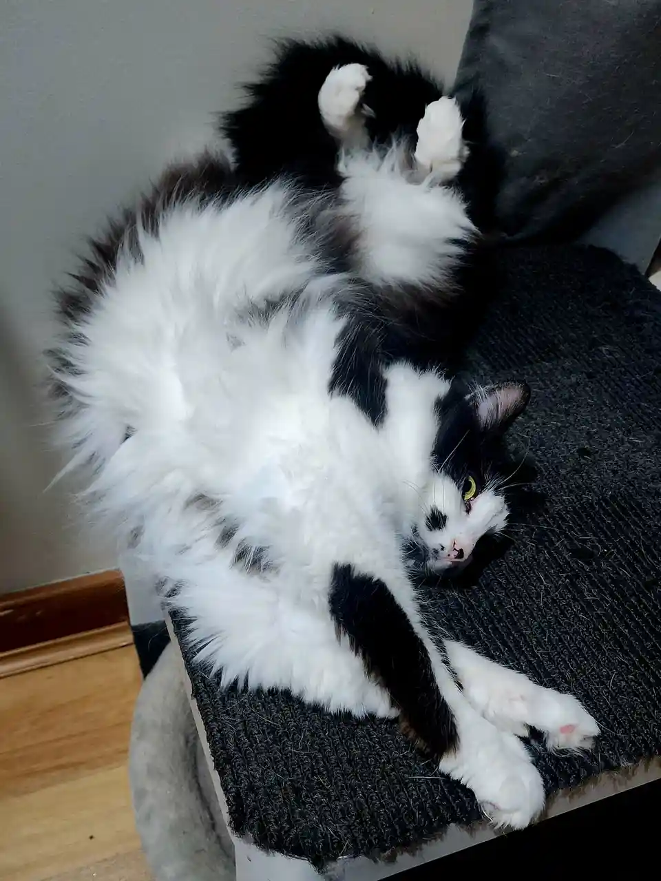 A fluffy black and white cat is lying on its back on a dark gray textured surface, paws up in the air, looking relaxed and…