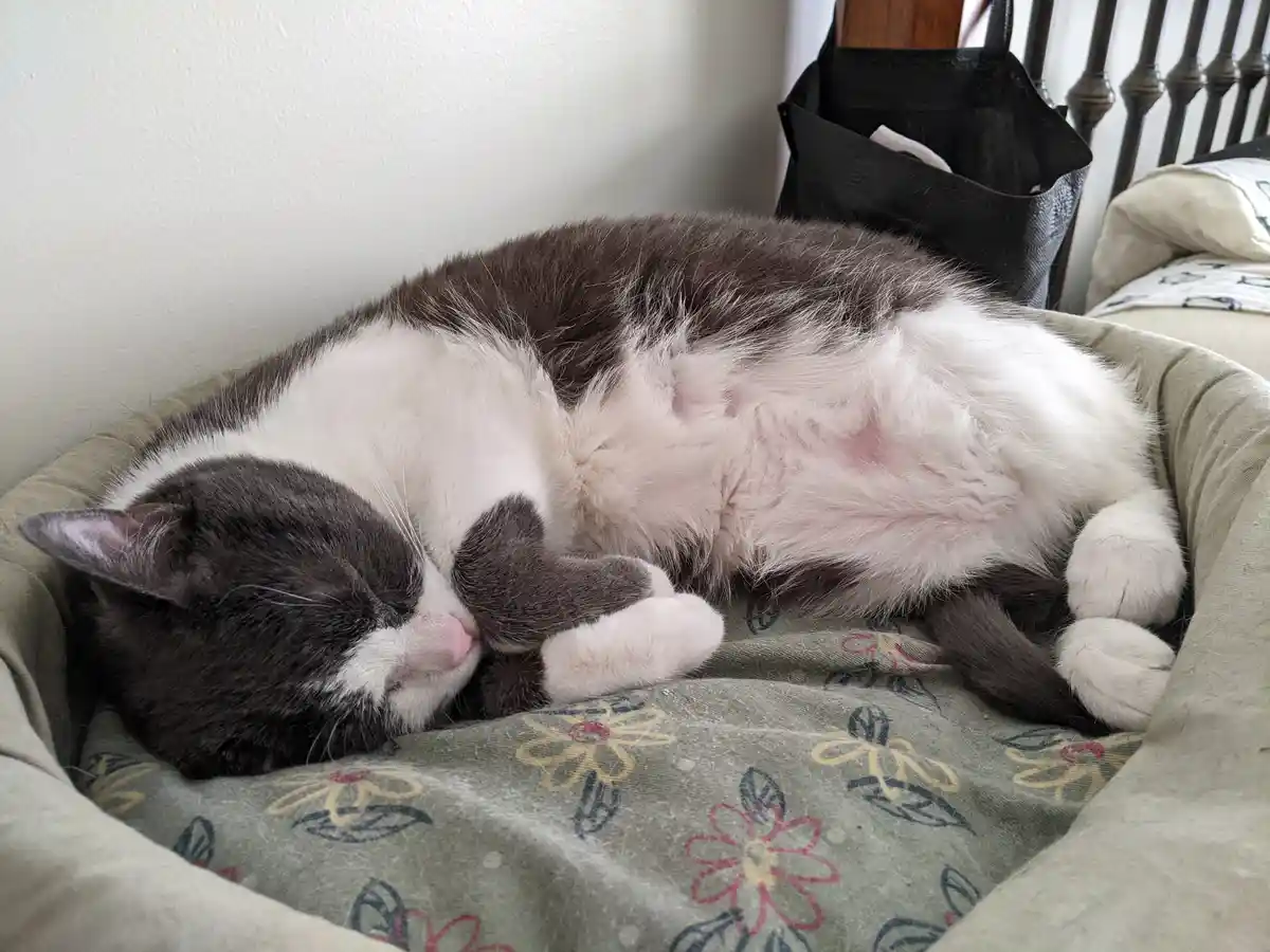 Ozzie Flaunts His Adorable Tummy