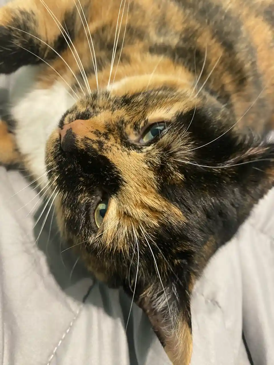 Crumble's Daily Snapshot: A Year in the Making
