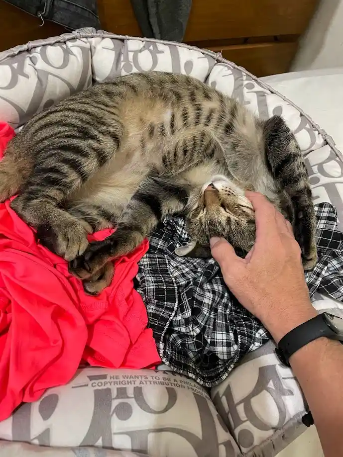 A tabby cat is curled up sleeping in a patterned pet bed, partially on a red shirt and a black-and-white plaid blanket. A…