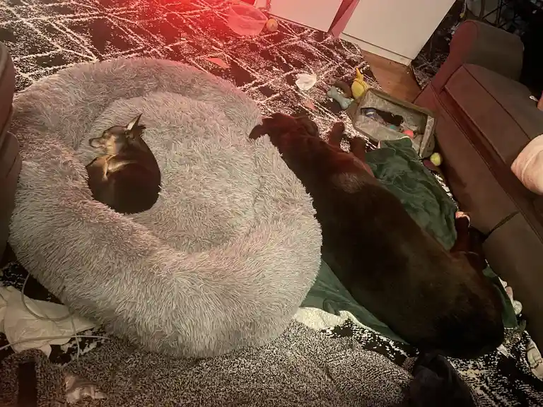 Two dogs are sleeping in a cozy living room: one curled up in a large fluffy grey dog bed, the other lying on a green…