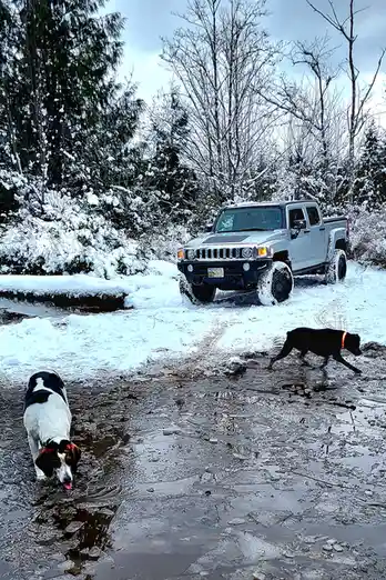 Took the pups for a splash at the lake!