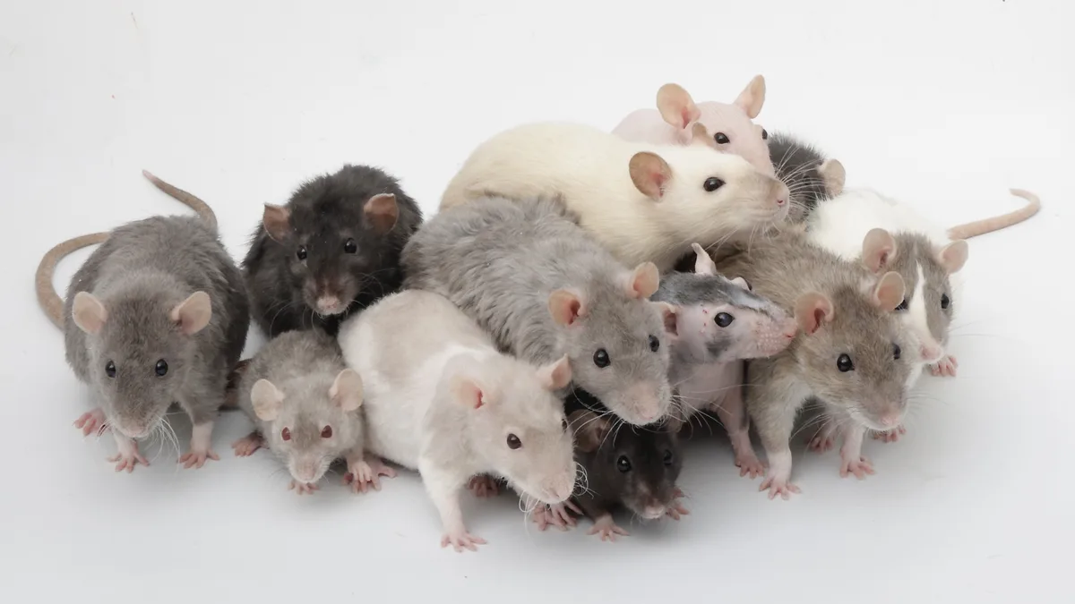 Exciting Update: Meet My Adorable Pet Rats!