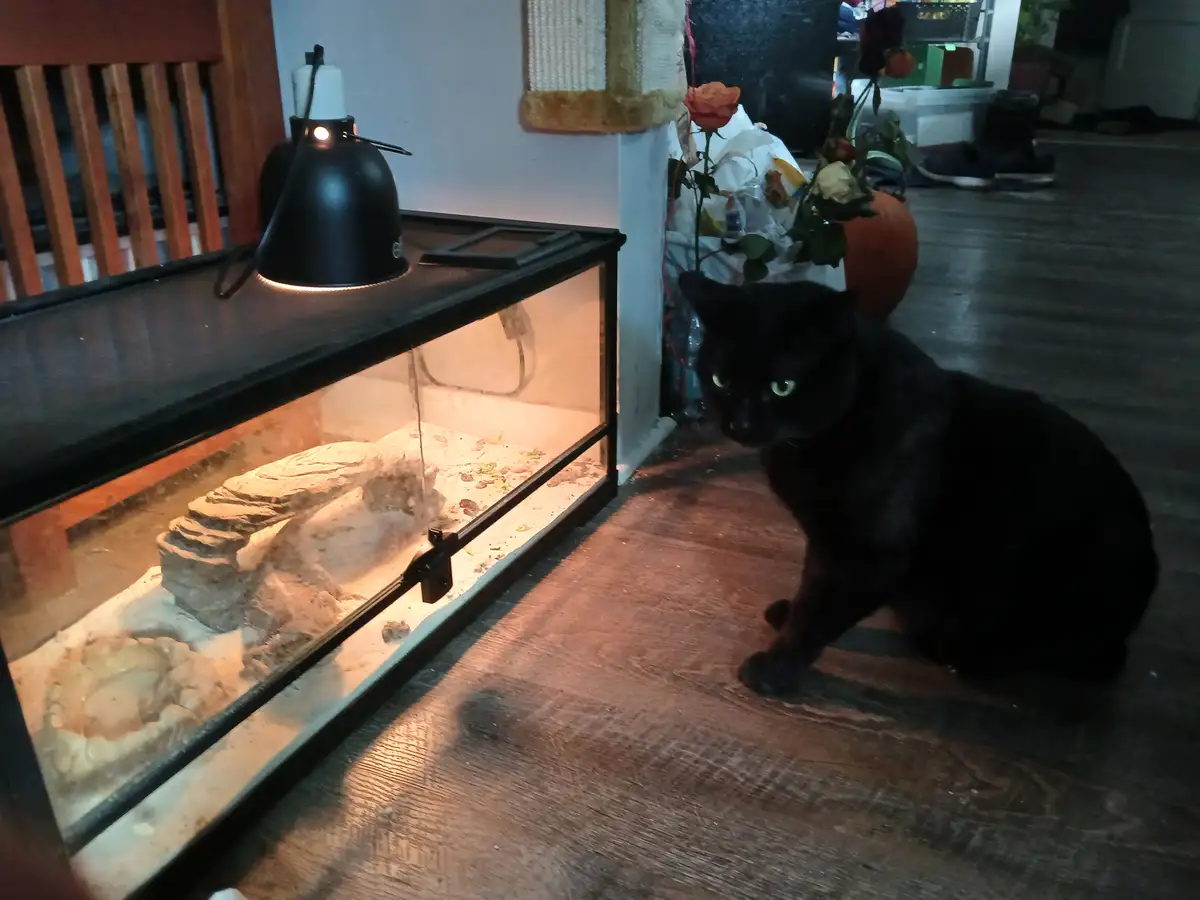 A black cat with glowing green eyes sits on a wooden floor, staring intently at a glass terrarium containing a lizard…