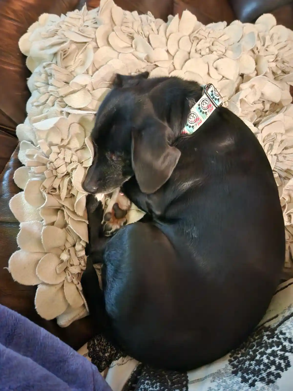 Penny in Dreamland: The Cutest Nap Ever