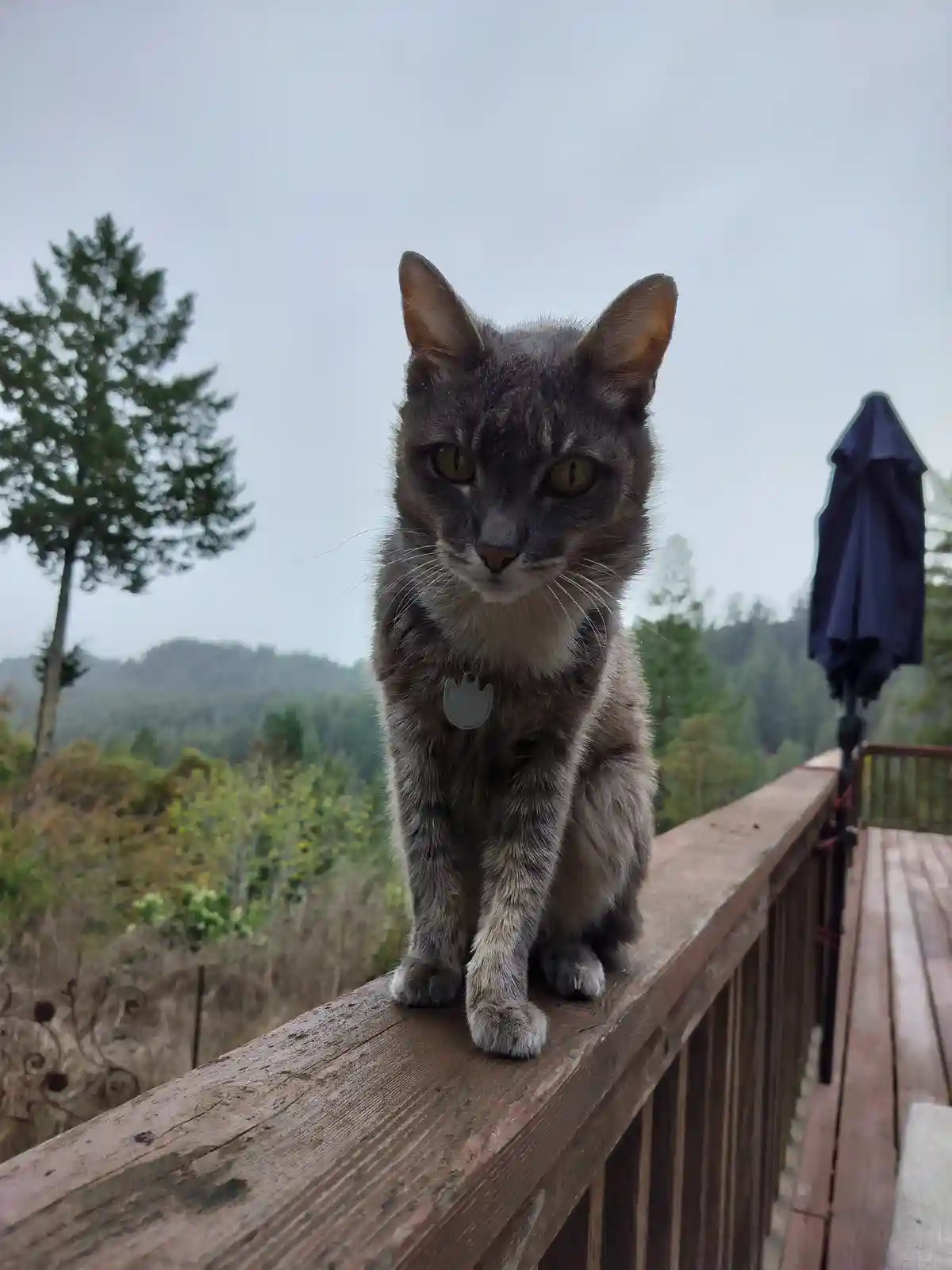A gray tabby cat with a white chest sits upright on a weathered wooden deck railing, staring intently at the camera with…