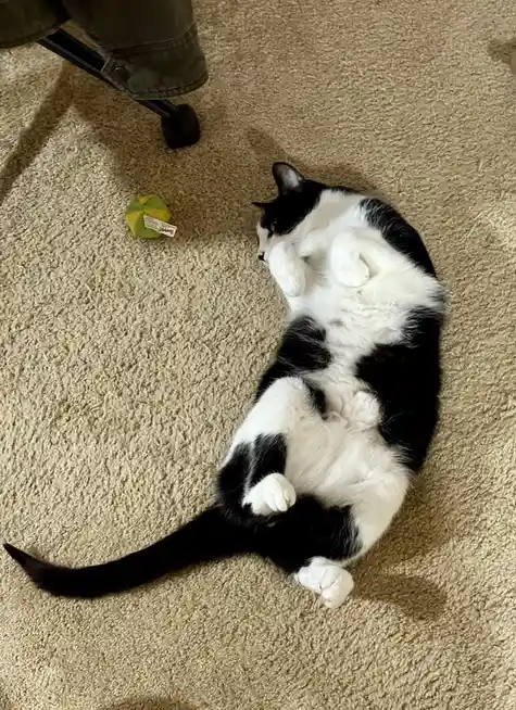 A black and white cat lies on its back on a beige carpet, paws curled up, looking relaxed and uninterested. A small green…