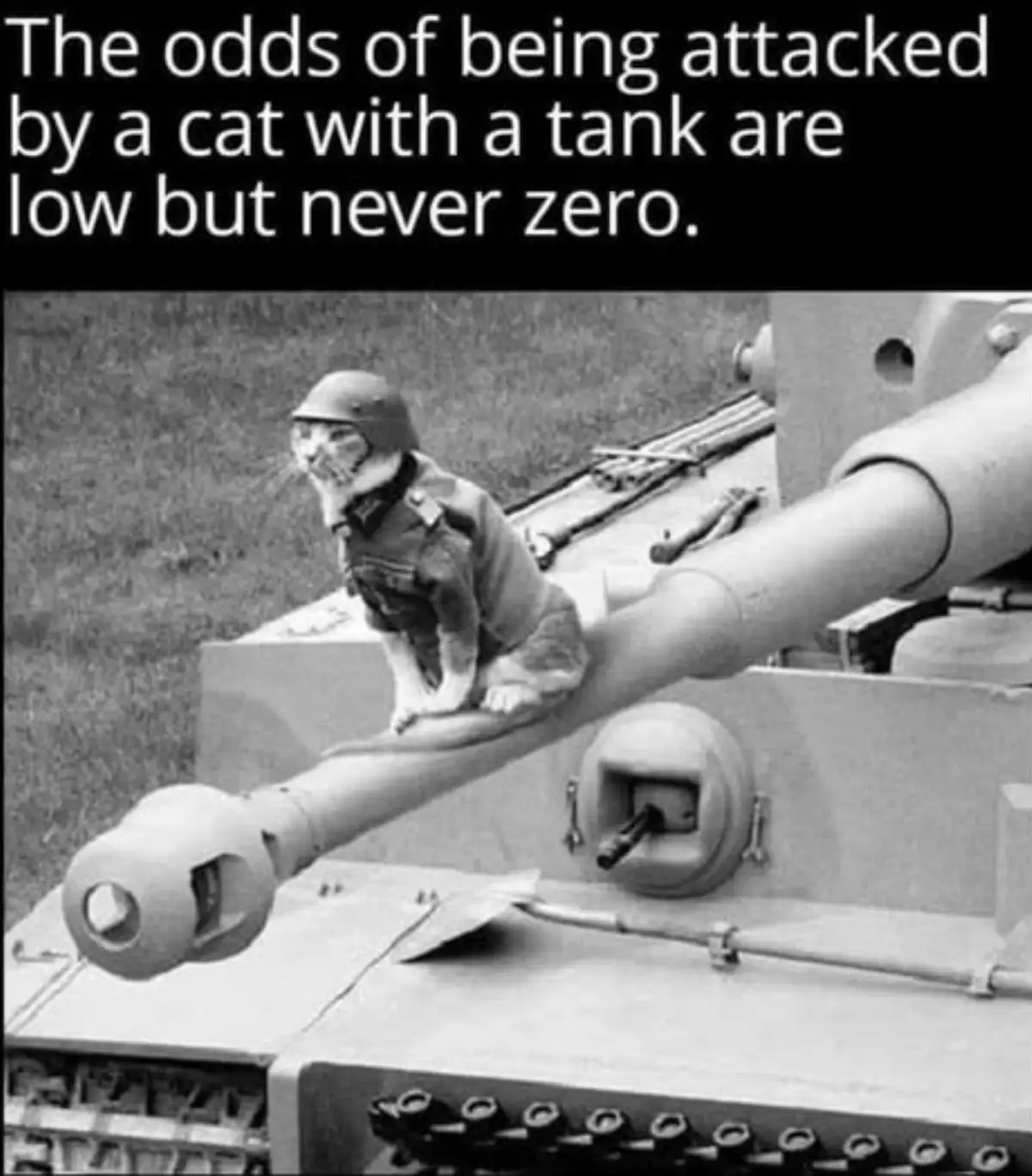 A black-and-white photo shows a cat wearing a military helmet and uniform, sitting atop the main gun barrel of a tank. The…