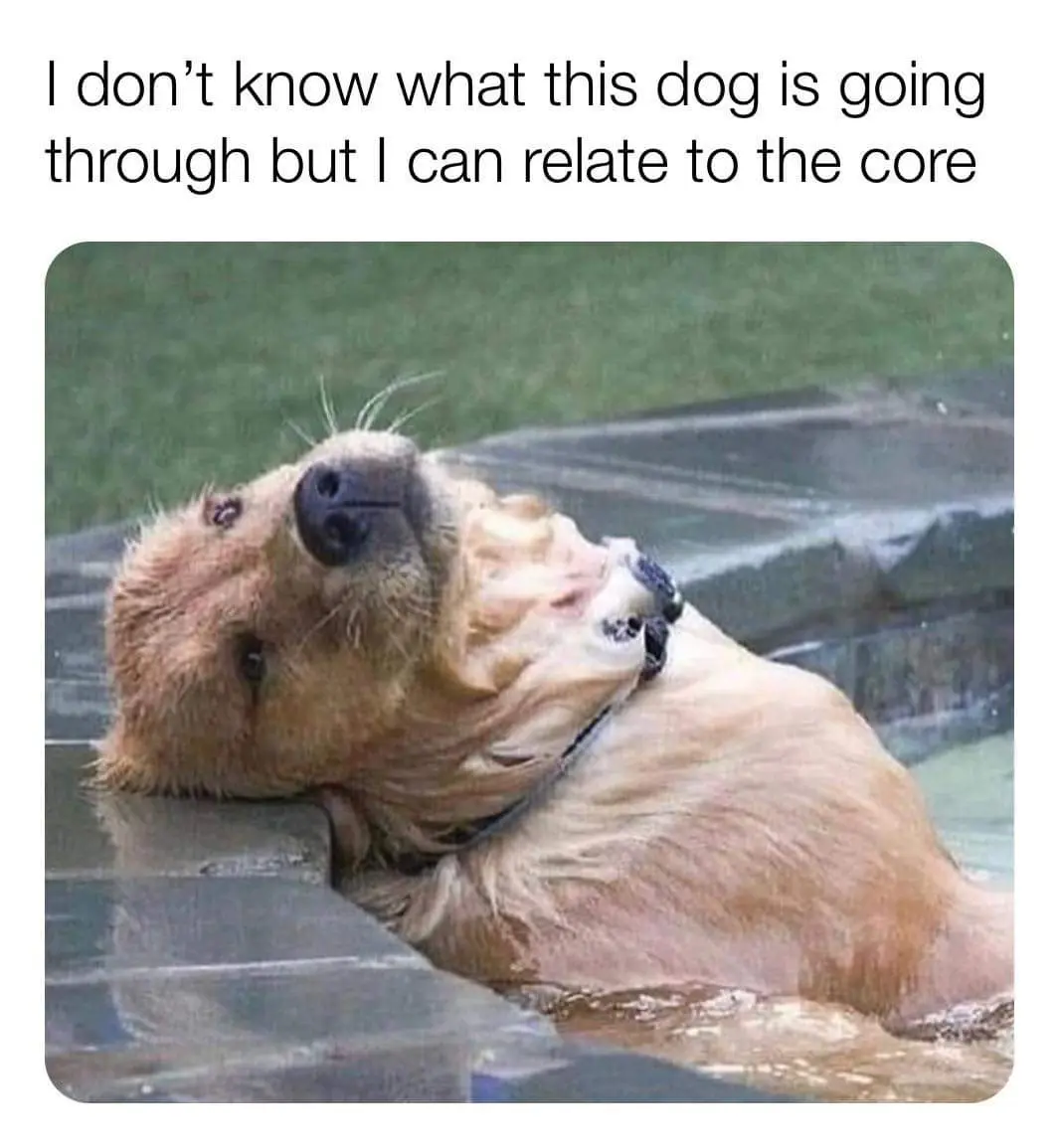 A golden retriever is partially submerged in water, resting its head on the edge of a pool or tub, with its mouth open and…