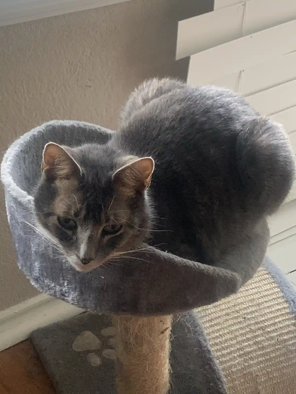 My Precious Boy on His Majestic Tower