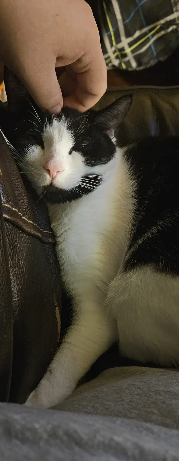 A black and white cat with a white face and chest is being petted on the head by a human hand while resting on a brown…