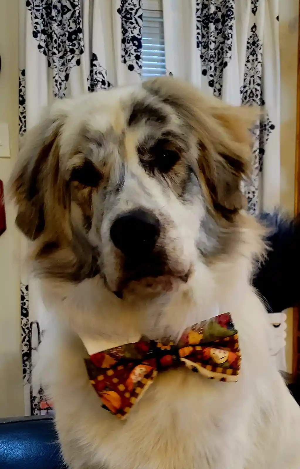 A close-up photo of a fluffy, long-haired dog with white, gray, and tan fur, wearing a colorful patterned bow tie. The dog…