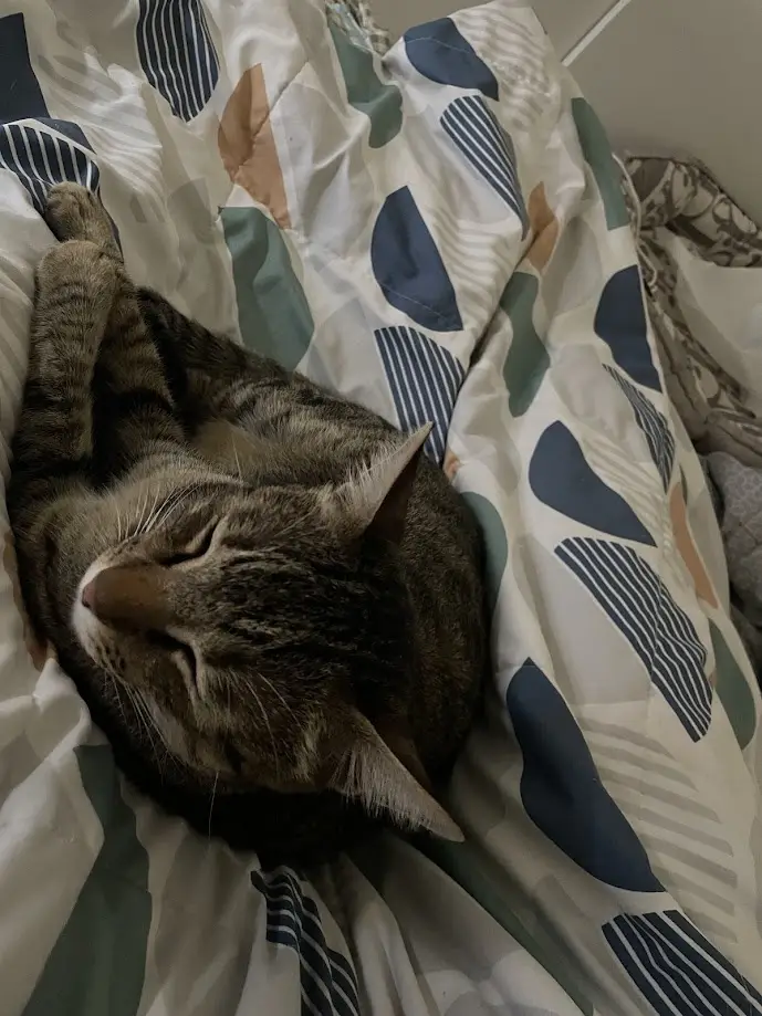 The Adorable Cat Chronicles