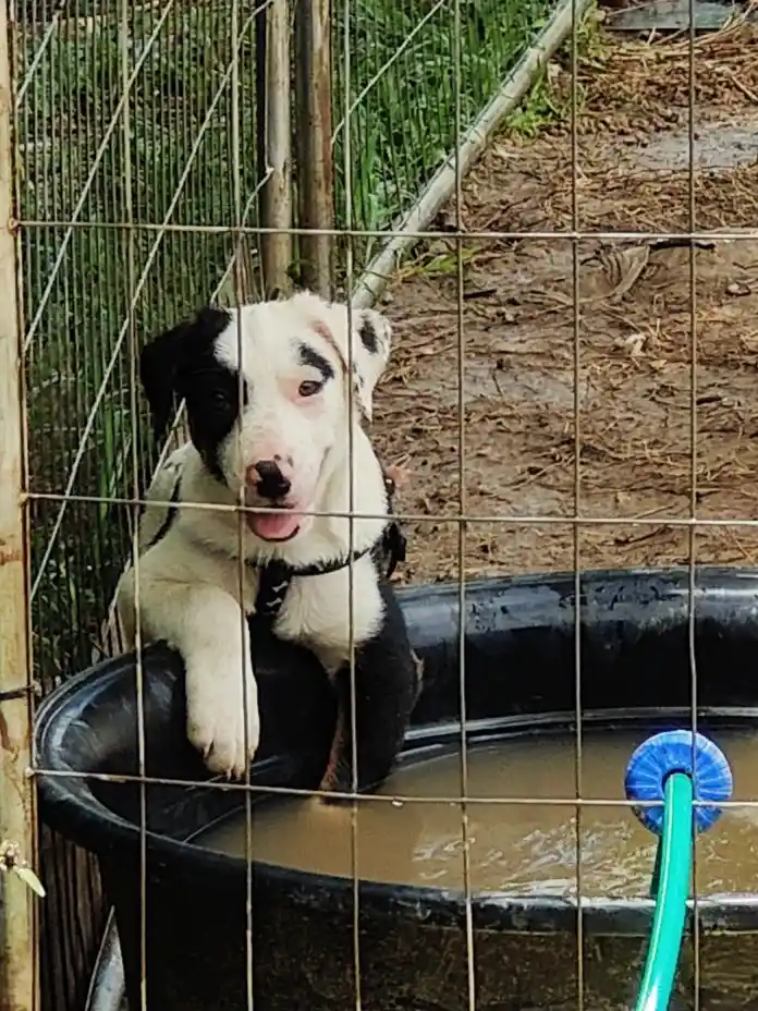 A black and white puppy with one eye partially closed sits in a muddy black tub behind a wire fence, looking directly at the…