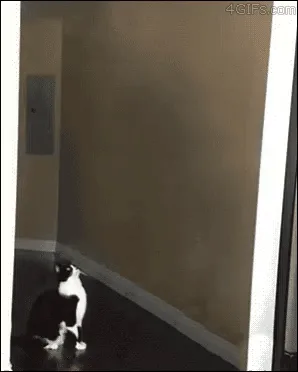 The ultimate cat saucer moment