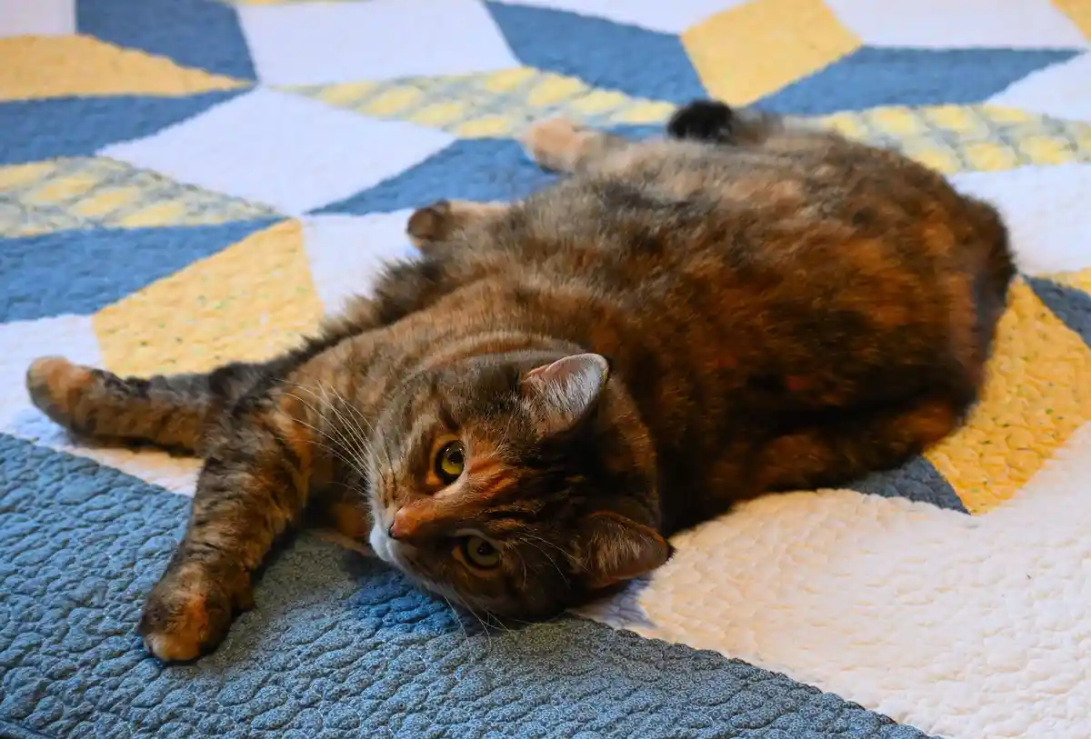 A brown tabby cat lies on its side on a quilt with blue, yellow, and white geometric patterns, looking directly at the…
