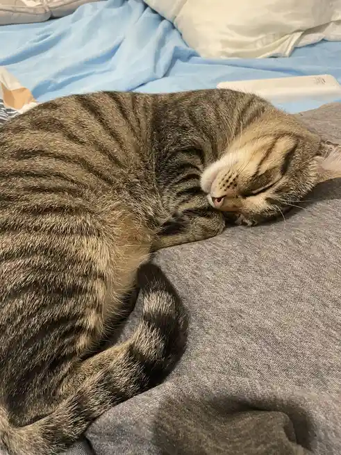 A tabby cat is curled up and sleeping soundly on a gray sweatshirt, which is lying on a bed with blue sheets and white…