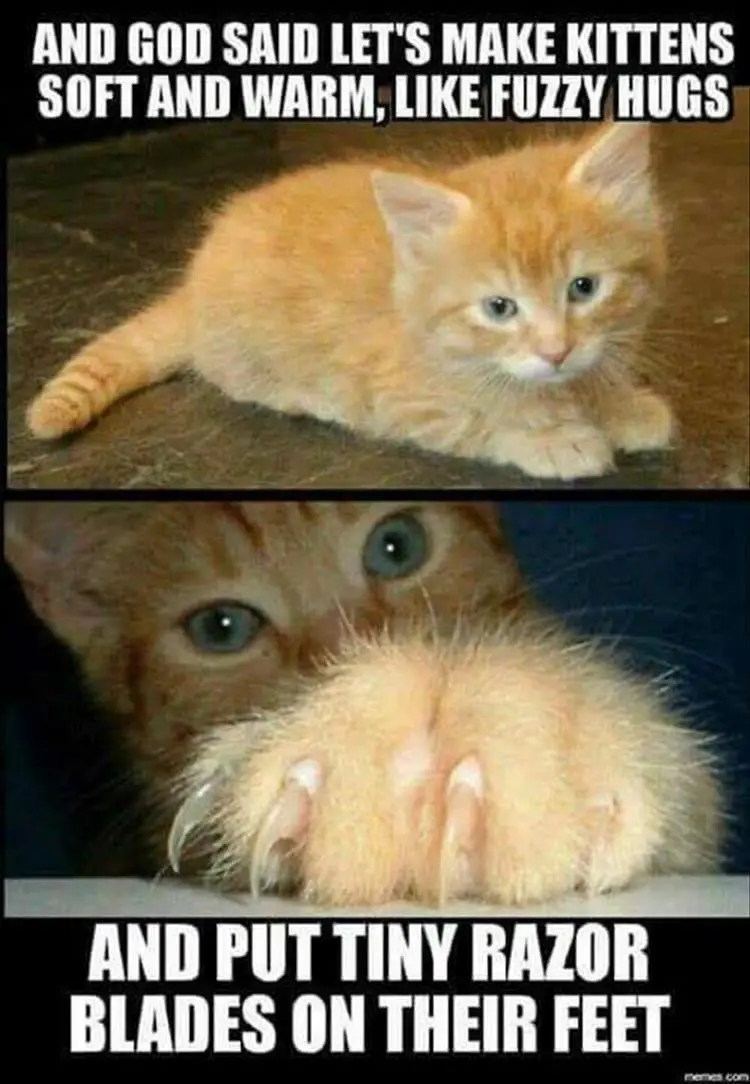 The image is a two-panel meme featuring an orange kitten. The top panel shows the kitten looking cute and fluffy, with text…