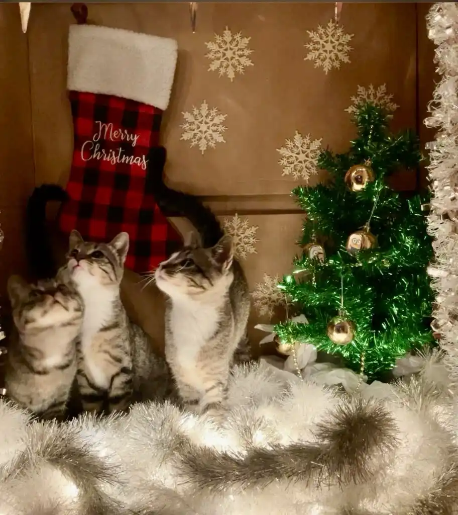 Adorable Kittens Celebrating Christmas