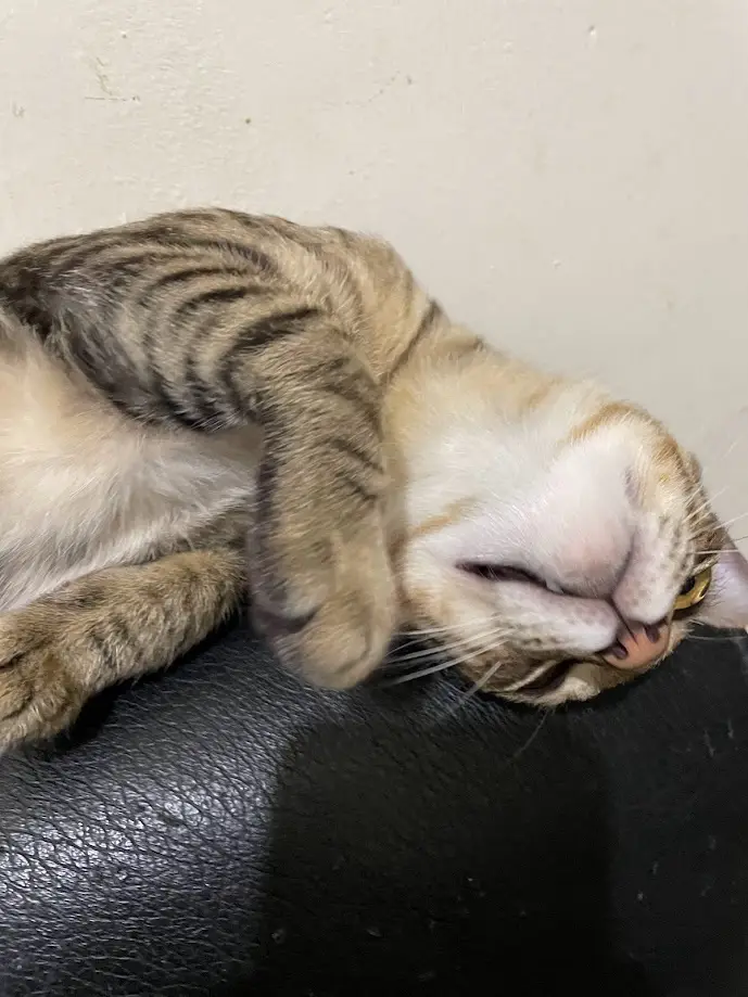 A tabby cat with brown and black stripes is lying on its back on a black leather surface, one paw covering its face, eyes…
