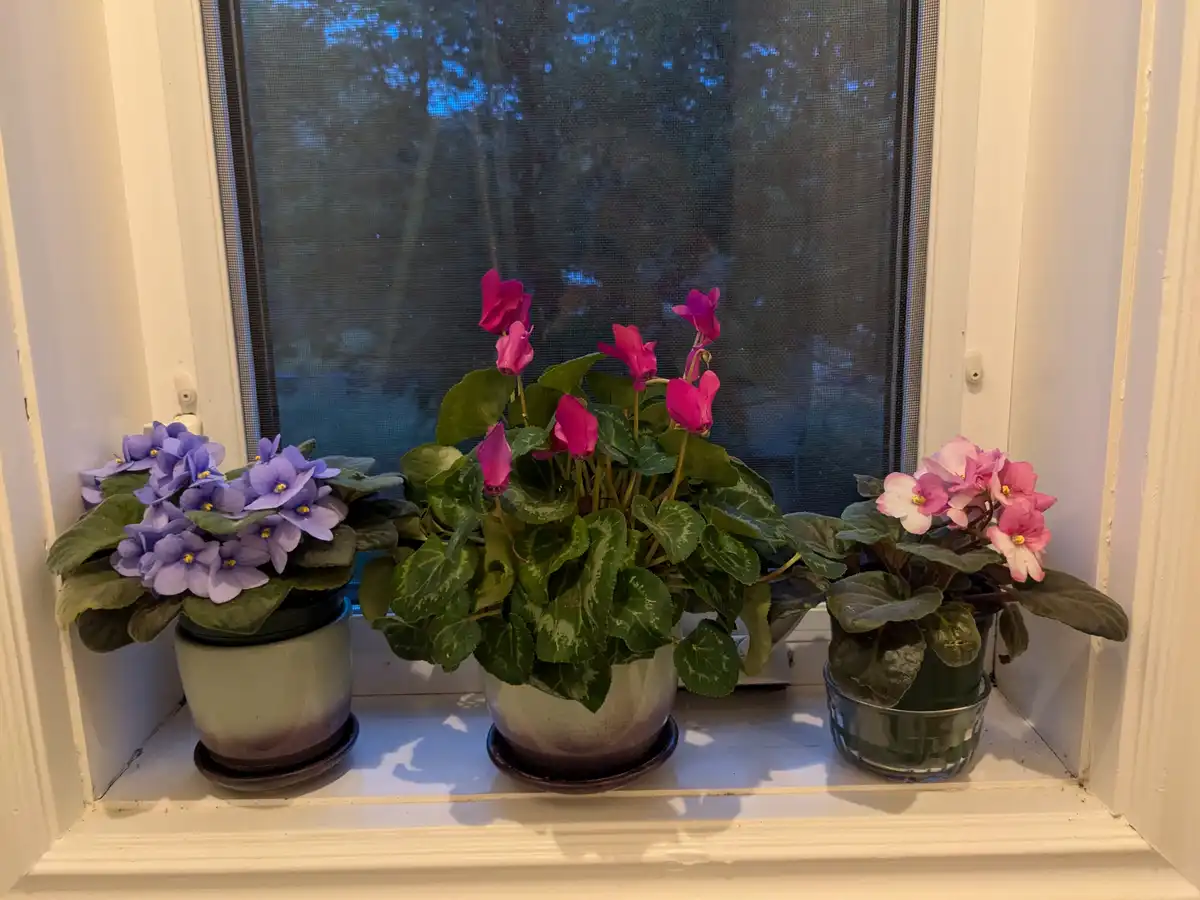 Cyclamen and Her African Friends: A Colorful Gathering