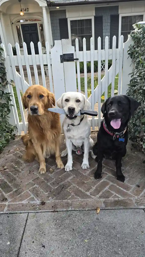 Three dogs sit on a brick walkway in front of a white picket fence and house. The middle dog, a yellow lab, holds a large…
