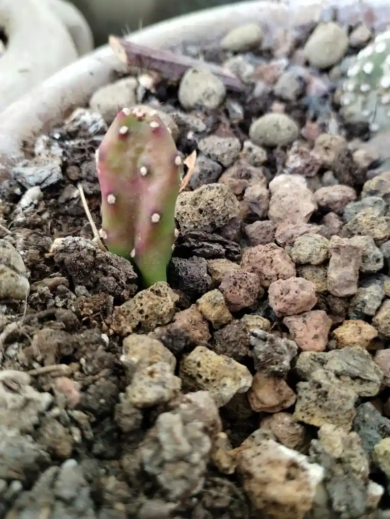 A close-up photo shows a small, greenish-purple cactus pad with white areoles emerging from soil and volcanic rock mulch in…
