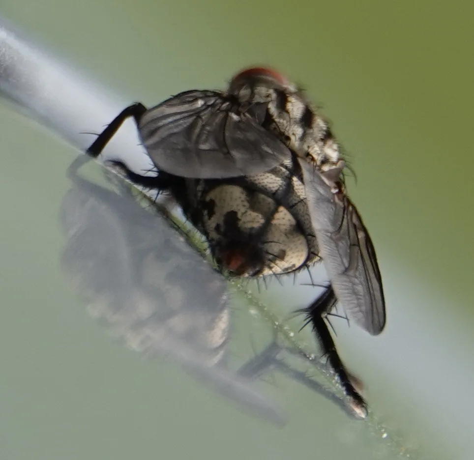 A close-up photo of a fly perched on a reflective surface, appearing to be upside down with its legs gripping the edge. Its…