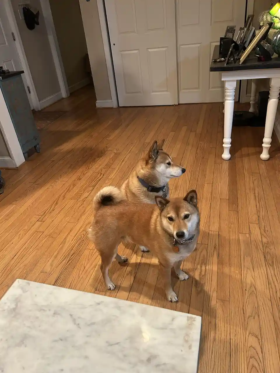 Two shiba inu dogs stand on a hardwood floor in a home; the front dog looks directly at the camera with a serious expression…