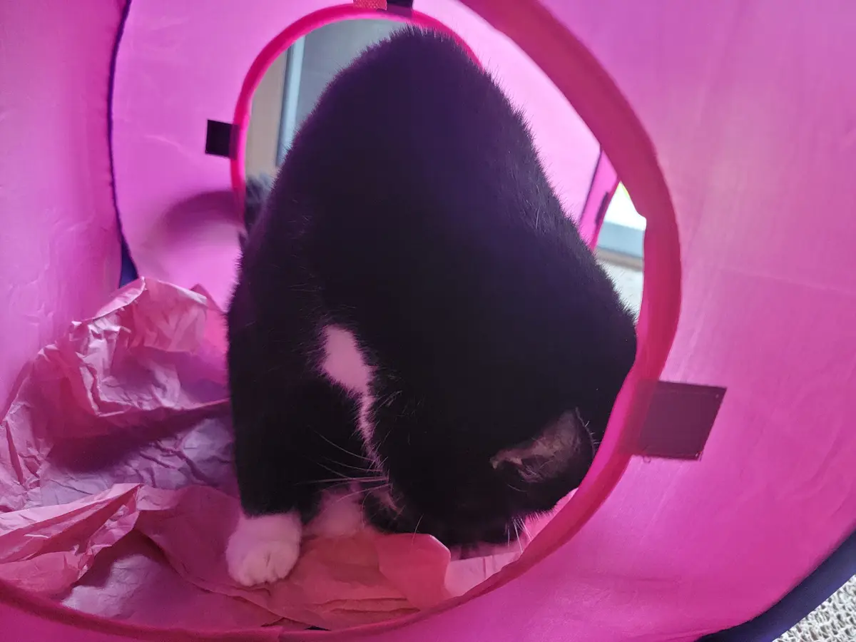 A black-and-white cat is seen from the inside of a pink fabric tunnel, looking down at the floor. The cat's head is bowed…