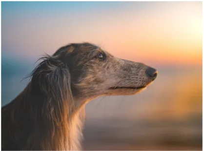 A close-up profile shot of a long-haired dog, likely a Saluki or similar breed, gazing thoughtfully into the distance…