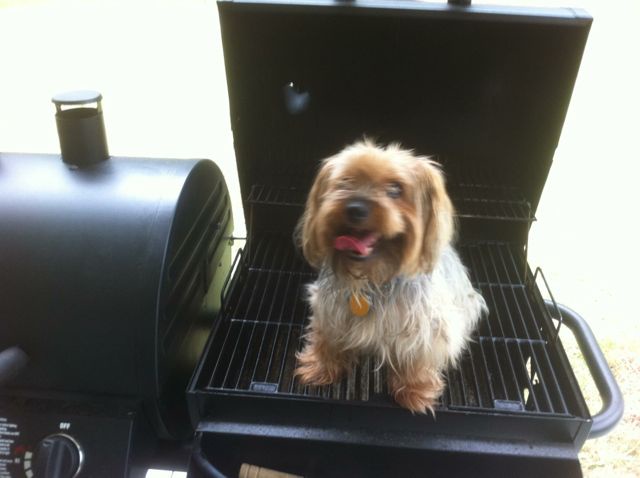 A small, fluffy, light-brown dog with long hair and a tag sits happily on the open grill grate of a black barbecue smoker…