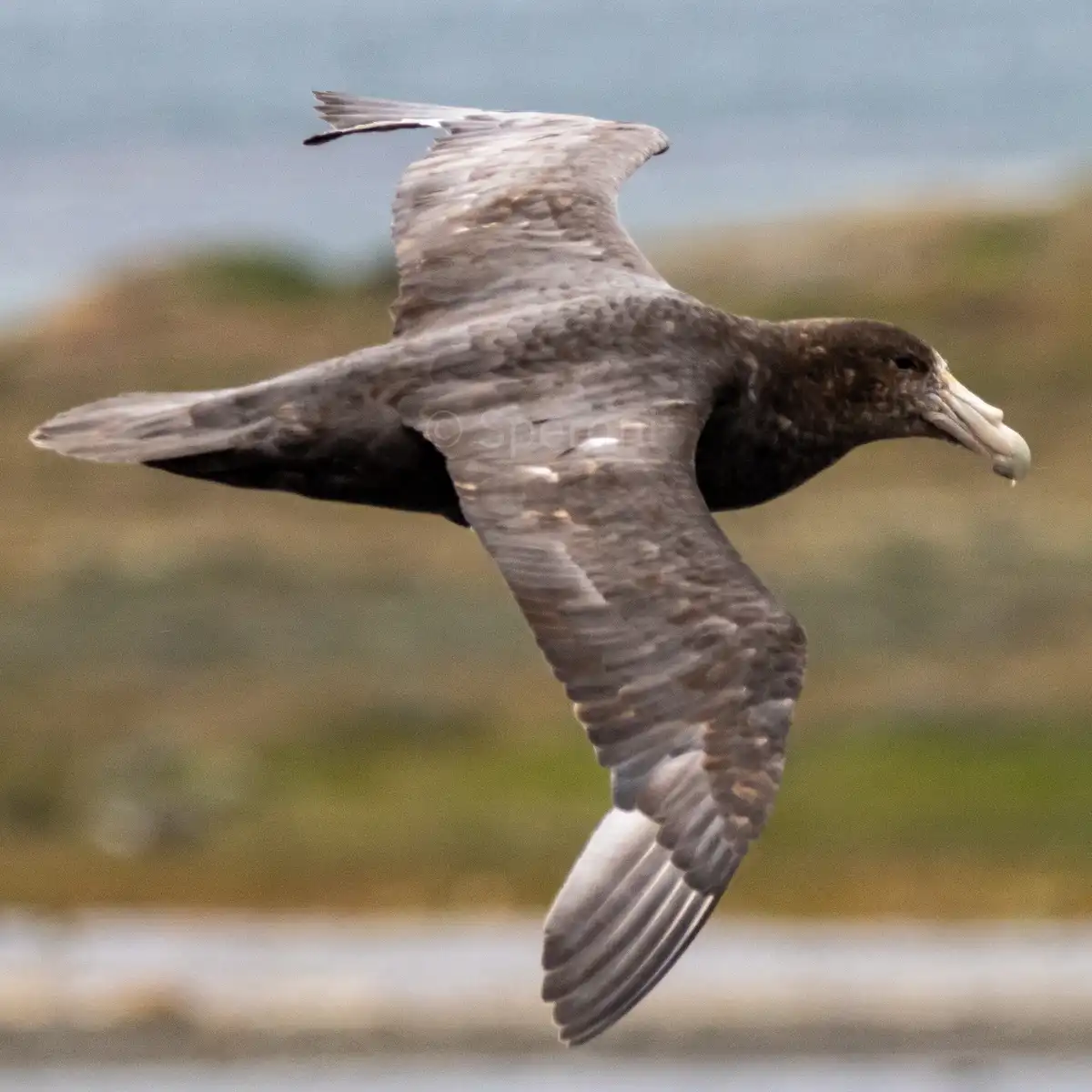 A large dark seabird, likely a fulmar or similar species, is captured in mid-flight with wings spread wide against a blurred…