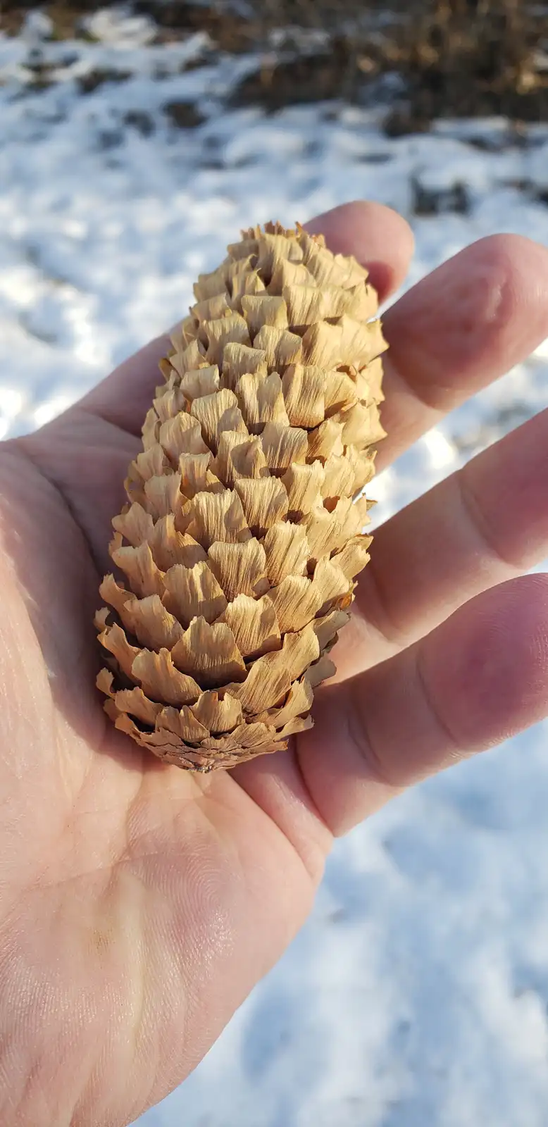 A person's hand holds a large, dry, brown pine cone against a snowy background. The pine cone has many open scales and is…