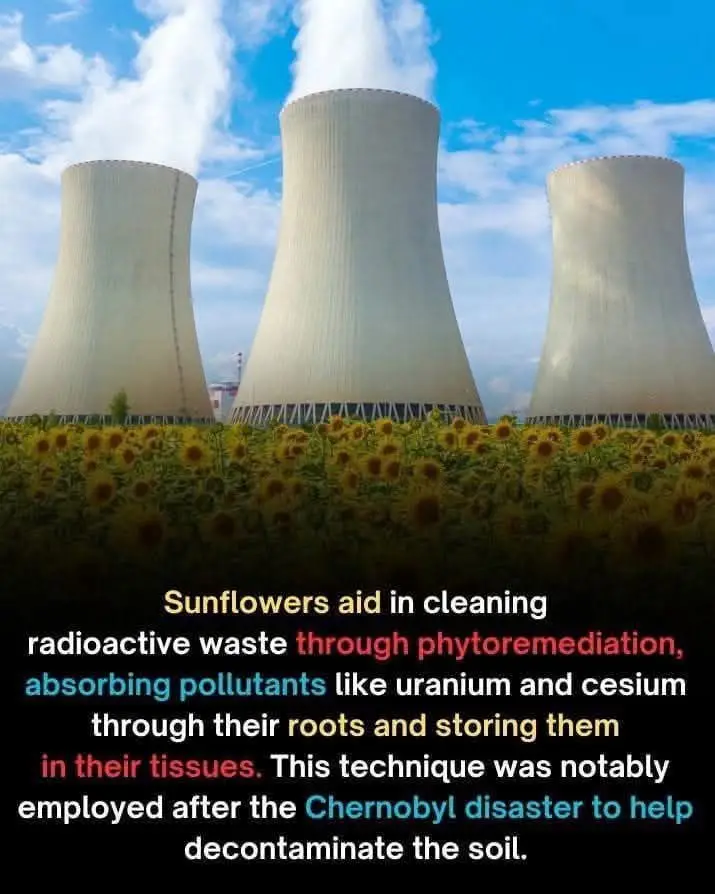 Not just for decomposing Russian soldiers anymore!