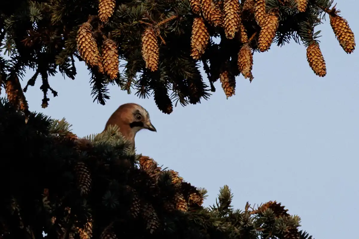 A jay bird is perched among pine branches and pinecones, looking upward against a pale blue sky. The bird has a distinctive…
