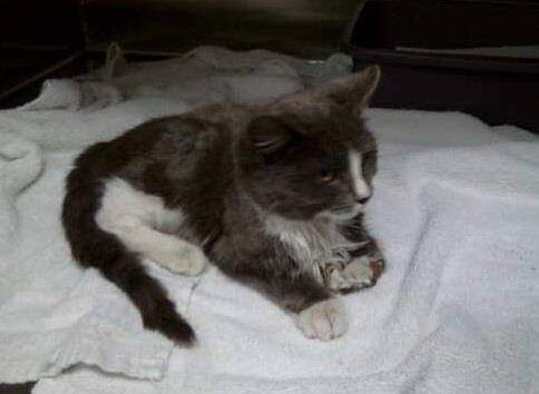 A gray and white cat with a fluffy tail and paws is curled up on a white towel, looking slightly sleepy or uninterested. The…