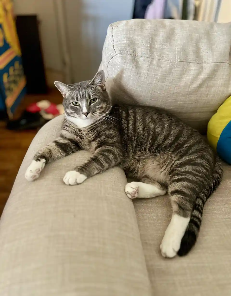 A gray tabby cat with white paws and chest lounges comfortably on a beige couch, looking directly at the camera with a…